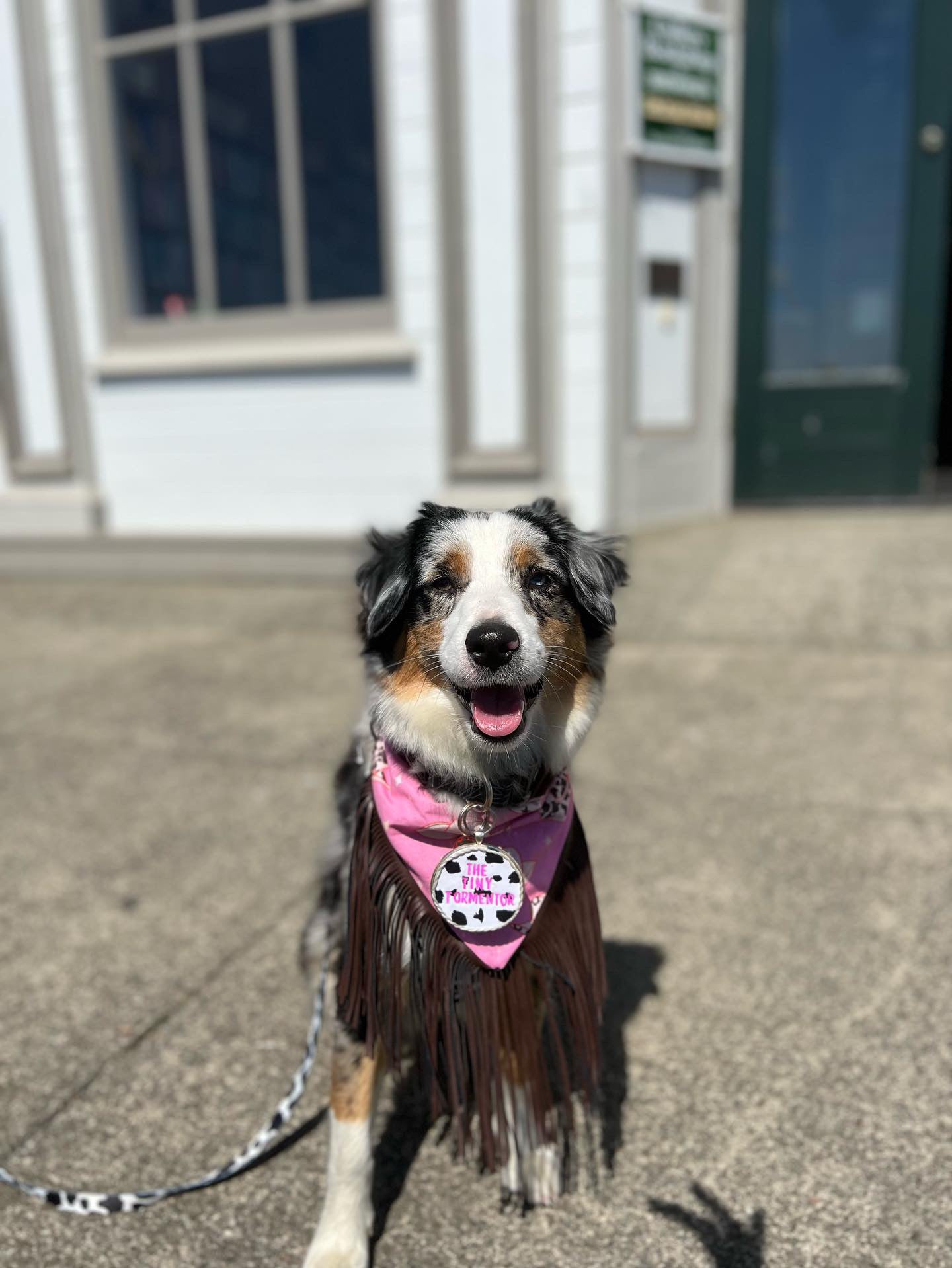 Howdy Cowgirl Dog Bandana – FURends FURever